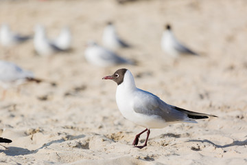 Seagulls sitting on the beach, searching for food. Selective focus.