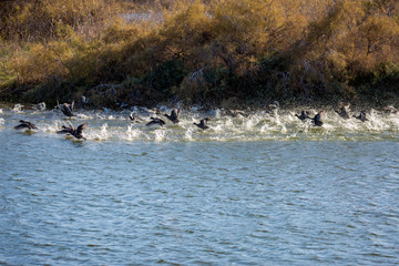 A big surprised flock of ducks takes off in a spray of water, lake Vistonida, Porto Lagos, Xanthi...