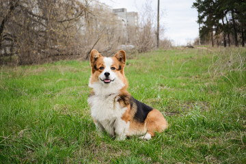 Gorgeous cute red corgi pembroke portrait sitting in a park and looking straight with open mouth