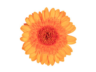 Gerbera flower isolated on white, orange
