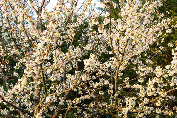 üppige kirschblüte im frühling