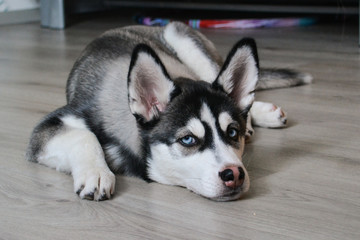 Cute little husky puppy dog lie on a floor looking straight with blue eyes