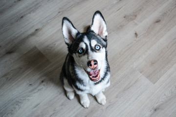 Cute little Siberian husky puppy dog sitting on a floor looking up with blue eyes