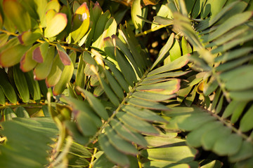 Closeup tropical exotic leaves Botanical, natural background