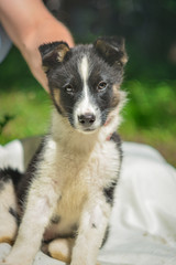 Cute little black and white puppy dog sit in summer looking straight