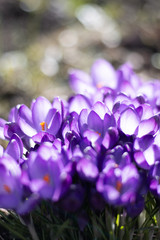 Close up of many purple crocus flowers. Sun shining from behind, creating back-lighting. Green grass background with shallow depth of field