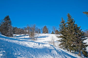 Panoramic view down snow covered valley in alpine mountain range with conifer pine trees