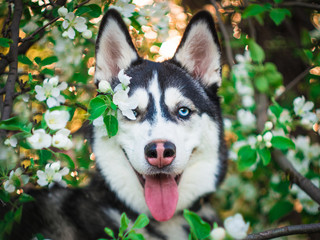 Smiling siberian husky dog with blue eyes and tongue out in blossom tree © Sofya