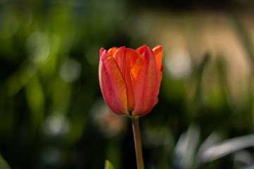 Naklejka premium closeup of purple and orange tulips on green leaves background
