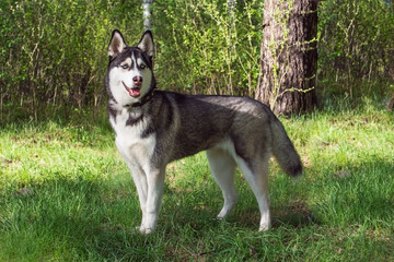 Siberian husky dog staying straight on grass in forest