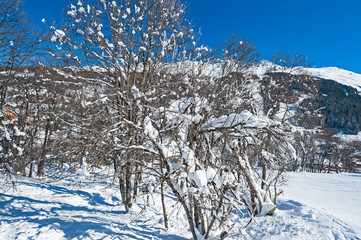 Snow covered trees in winter on mountain