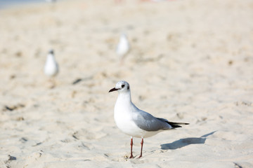 Seagulls sitting on the beach, searching for food. Selective focus.