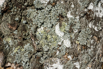 Birch tree wood bark with moss close up texture