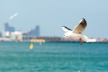 Seagulls in flight against the background of the sights of the old city, Charles Bridge and view to Vltava River, Prague Castle, Prague, Czech Republic.