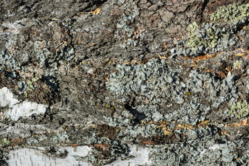Birch tree wood bark with moss close up texture