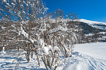 Snow covered trees in winter on mountain
