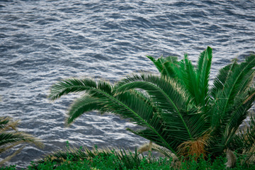 Palme am Meer