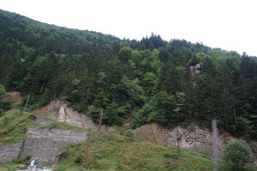 mountain landscape with trees