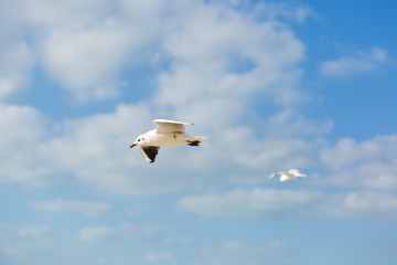 Seagull in flight against a blue sky, ascending with wings spread