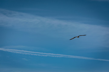 Möwe vor Blauem Himmel