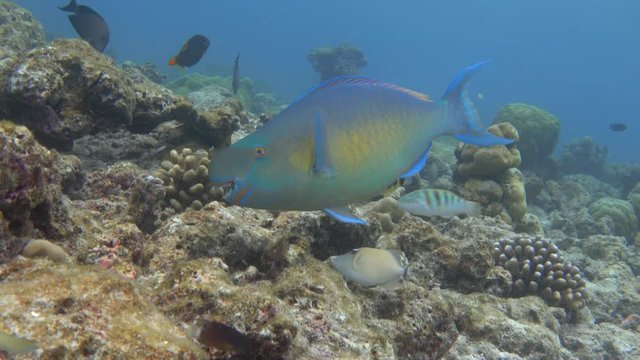 Ember parrotfish (Scarus rubroviolaceus) on a bleached coral reef. Indian ocean, Maldives. 4K