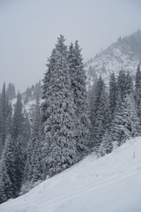 pine trees on a background of mountains in the fog
