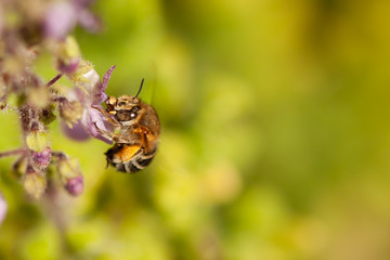 A digger bee feeding on a flower. 