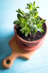 mint in a flower pot on a blue background