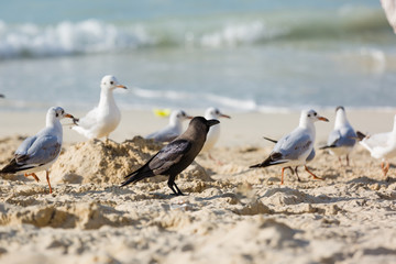 Seagulls sitting on the beach, searching for food. Selective focus.