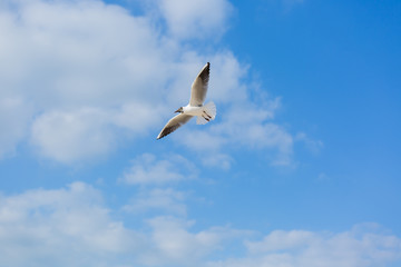 Fototapeta na wymiar Seagull in flight against a blue sky, ascending with wings spread