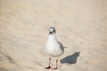 Seagulls on the beach in Hermosa watching the waves break on the shore waiting for food