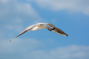 Seagull in flight against a blue sky, ascending with wings spread