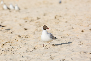 Seagulls on the beach in Hermosa watching the waves break on the shore waiting for food