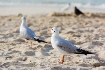 Fototapeta premium Seagulls on the beach in Hermosa watching the waves break on the shore waiting for food