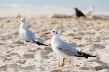 Seagulls on the beach in Hermosa watching the waves break on the shore waiting for food