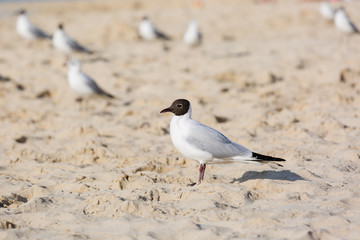 Seagulls on the beach in Hermosa watching the waves break on the shore waiting for food