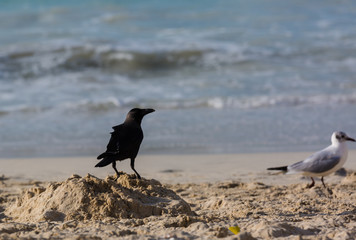 Hooded crow walking on the riples of sand on frozen beach of Baltic sea at sunset.