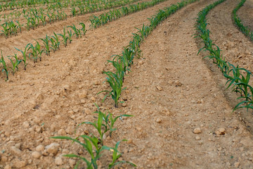New corn growing on a blank field in Spring