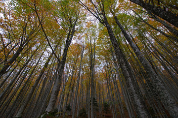 Obraz premium Faggeta