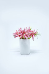 Pink Nail flower plants and vase