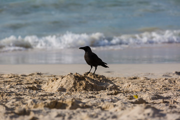 Hooded crow walking on the riples of sand on frozen beach of Baltic sea at sunset.