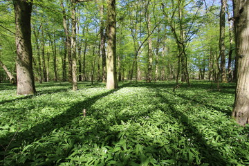 wildes Bärlauch Feld im Wald