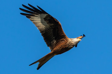 Rotmilan (milvus milvus) in der Luft Portrait  vor blauem Himmel aufgenommen in Deutschland, Mecklenburg Vorpommern