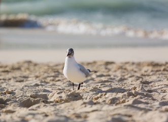 Seagulls on the beach in Hermosa watching the waves break on the shore waiting for food