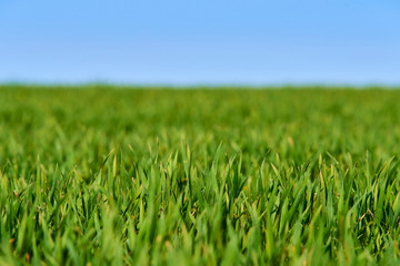 Close-up of young wheat plants on a field with shallow depth of field and selective focus
