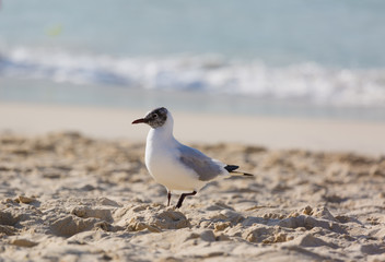 Seagulls on the beach in Hermosa watching the waves break on the shore waiting for food