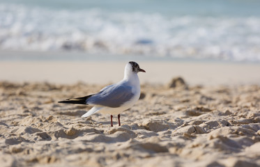 Seagulls on the beach in Hermosa watching the waves break on the shore waiting for food
