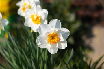Fototapeta premium close up of bright white and yellow daffodils