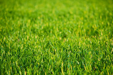 Close-up of young wheat plants on a field with shallow depth of field and selective focus
