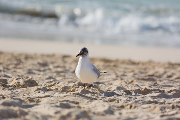 Seagulls on the beach in Hermosa watching the waves break on the shore waiting for food